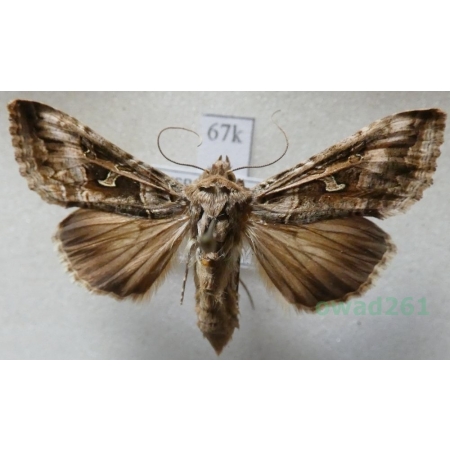 Cornutiplusia circumflexa (Linnaeus, 1767) Spain, Tenerife67k